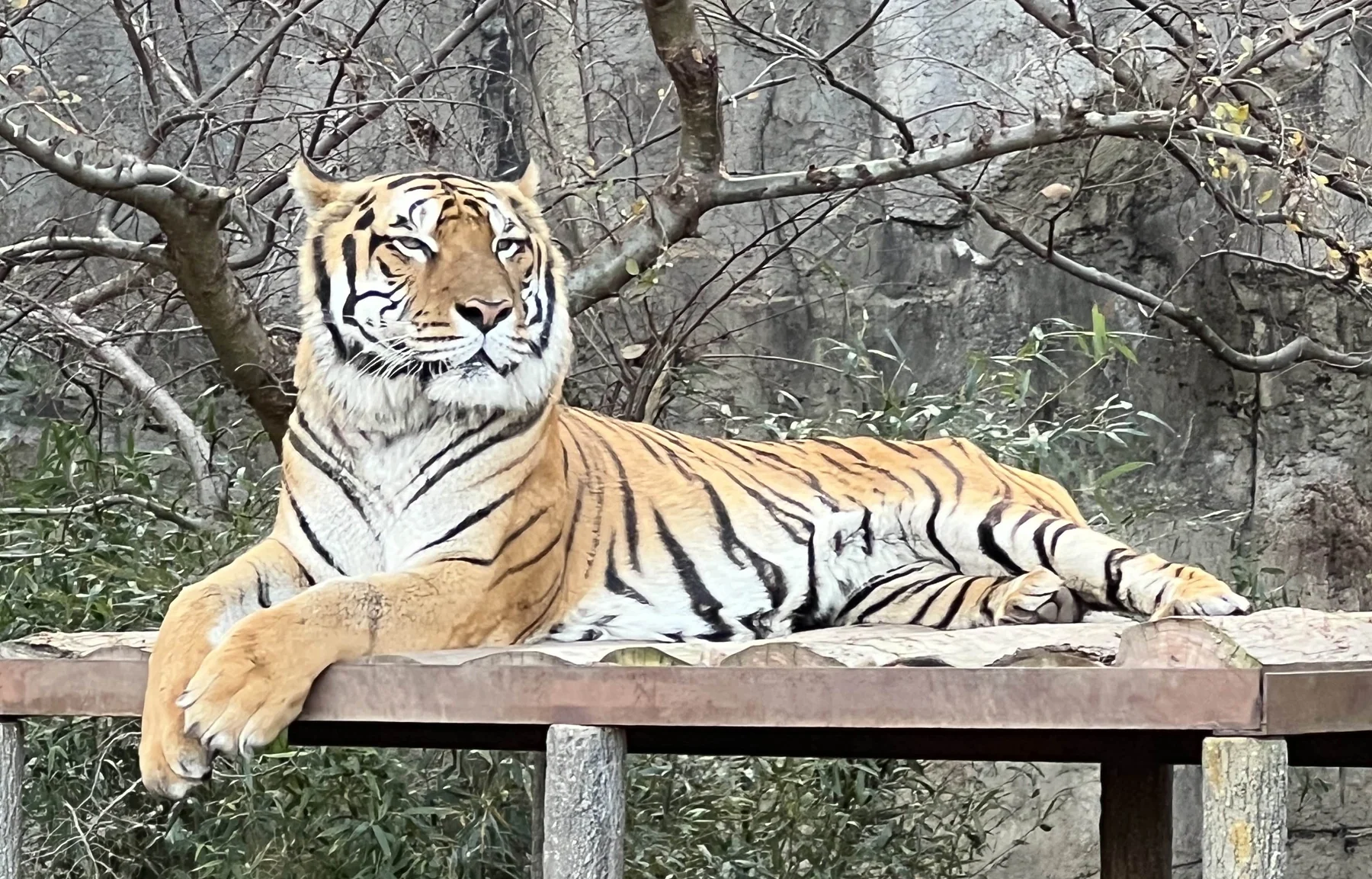 【トラ紹介】オウガ(愛媛県立とべ動物園)|来園日・両親・写真まとめ